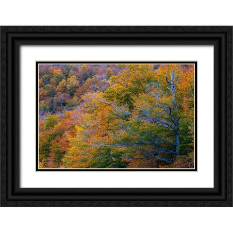 USA-New Hampshire-New England Fall colors on hillsides along highway 16 north of Jackson Black Ornate Wood Framed Art Print with Double Matting by Gulin, Sylvia