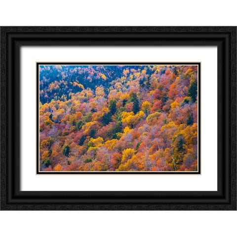 USA-New Hampshire-New England Fall colors on hillsides along highway 16 north of Jackson Black Ornate Wood Framed Art Print with Double Matting by Gulin, Sylvia