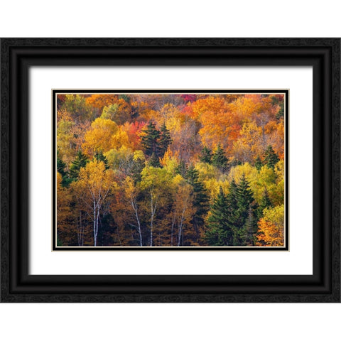 USA-New Hampshire just north of Jackson on highway 16 with the hillside covered in Autumns colors Black Ornate Wood Framed Art Print with Double Matting by Gulin, Sylvia