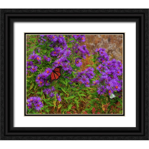 USA-New Hampshire field of daisies with Monarch Butterfly feeding just off of Highway 302 Black Ornate Wood Framed Art Print with Double Matting by Gulin, Sylvia
