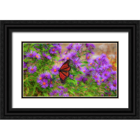 USA-New Hampshire field of daisies with Monarch Butterfly feeding just off of Highway 302 Black Ornate Wood Framed Art Print with Double Matting by Gulin, Sylvia