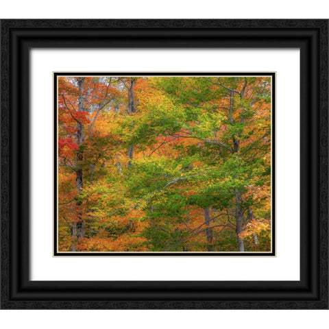 USA-New Hampshire-Franconia hardwood forest of maple trees in Autumn Black Ornate Wood Framed Art Print with Double Matting by Gulin, Sylvia