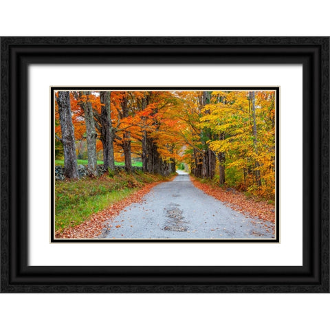 USA-New Hampshire-One lane road lined with Maple trees and stone fence in Autumn Black Ornate Wood Framed Art Print with Double Matting by Gulin, Sylvia