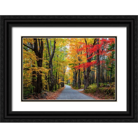 USA-New Hampshire-tree-lined road with maple trees in Fall colors Black Ornate Wood Framed Art Print with Double Matting by Gulin, Sylvia