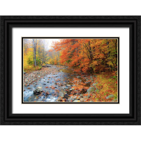 USA-New Hampshire Autumn colors on Maple-Beech trees along the edge of the river Black Ornate Wood Framed Art Print with Double Matting by Gulin, Sylvia