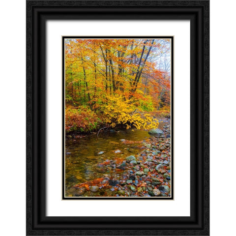 USA-New Hampshire Autumn colors on Maple-Beech trees along the edge of the river Black Ornate Wood Framed Art Print with Double Matting by Gulin, Sylvia