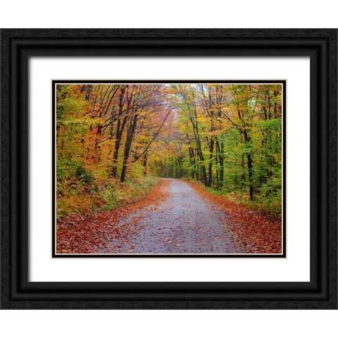 USA-New Hampshire-Sugar Hill wet and foggy morning along roadway in Autumn colors Black Ornate Wood Framed Art Print with Double Matting by Gulin, Sylvia