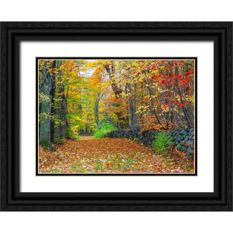 USA-New Hampshire leaf covered lane Autumn colors and stone fence Black Ornate Wood Framed Art Print with Double Matting by Gulin, Sylvia