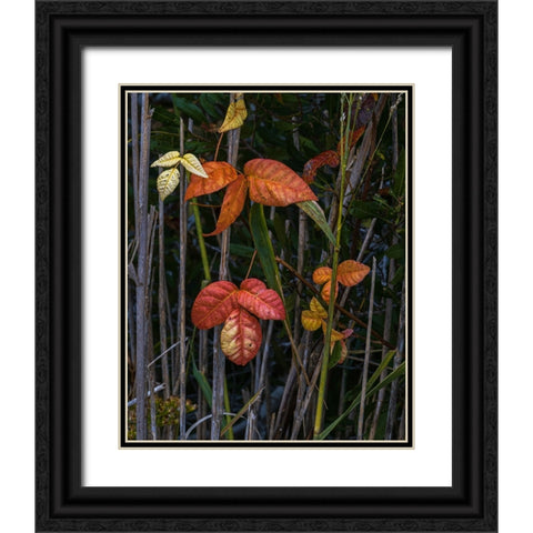 USA-New Jersey-Cape May National Seashore Close-up of autumn-colored leaves Black Ornate Wood Framed Art Print with Double Matting by Jaynes Gallery