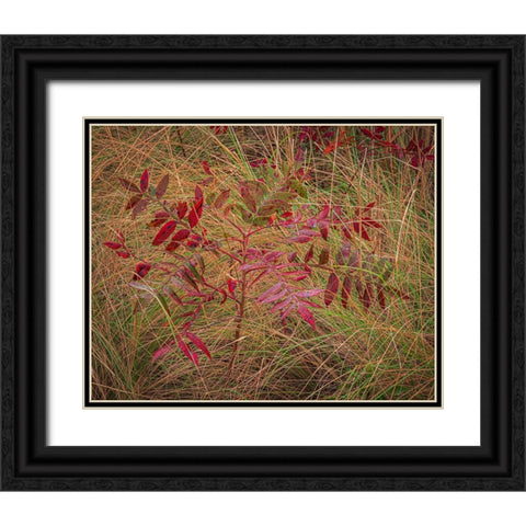 USA-New Jersey-Cape May National Seashore Autumn colors on marsh sapling Black Ornate Wood Framed Art Print with Double Matting by Jaynes Gallery