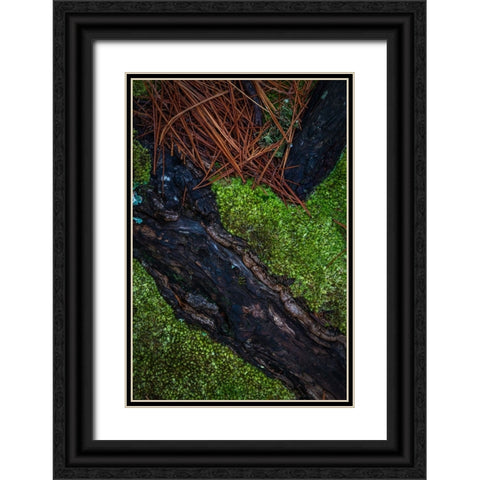 USA-New Jersey-Pine Barrens National Preserve Close-up of log and pine needles Black Ornate Wood Framed Art Print with Double Matting by Jaynes Gallery