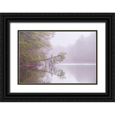 USA-New Jersey-Pine Barrens National Preserve Foggy forest landscape reflects in lake Black Ornate Wood Framed Art Print with Double Matting by Jaynes Gallery