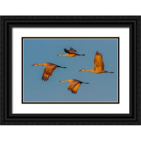 Sandhill crane flying Bosque del Apache National Wildlife Refuge-New Mexico Black Ornate Wood Framed Art Print with Double Matting by Jones, Adam