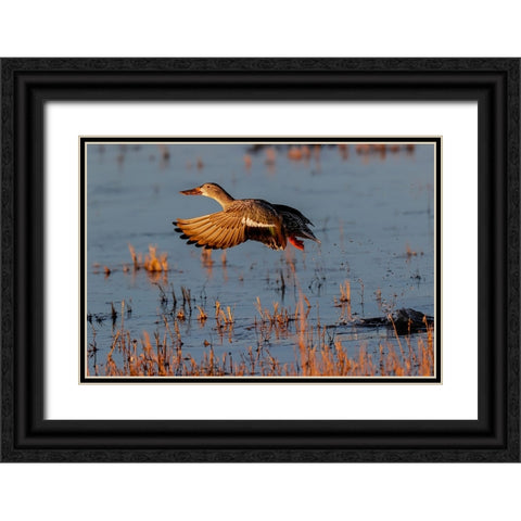 Female Northern shoveler flying Bosque del Apache National Wildlife Refuge-New Mexico Black Ornate Wood Framed Art Print with Double Matting by Jones, Adam