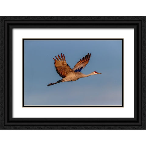 Sandhill crane flying Bosque del Apache National Wildlife Refuge-New Mexico Black Ornate Wood Framed Art Print with Double Matting by Jones, Adam