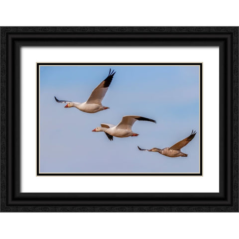 Snow geese flying Bosque del Apache National Wildlife Refuge-New Mexico Black Ornate Wood Framed Art Print with Double Matting by Jones, Adam