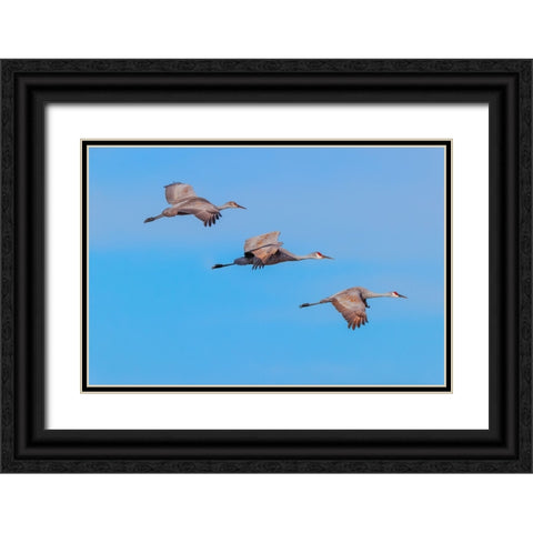 Sandhill cranes flying Bosque del Apache National Wildlife Refuge-New Mexico Black Ornate Wood Framed Art Print with Double Matting by Jones, Adam