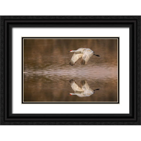 Sandhill crane flying Bosque del Apache National Wildlife Refuge-New Mexico Black Ornate Wood Framed Art Print with Double Matting by Jones, Adam