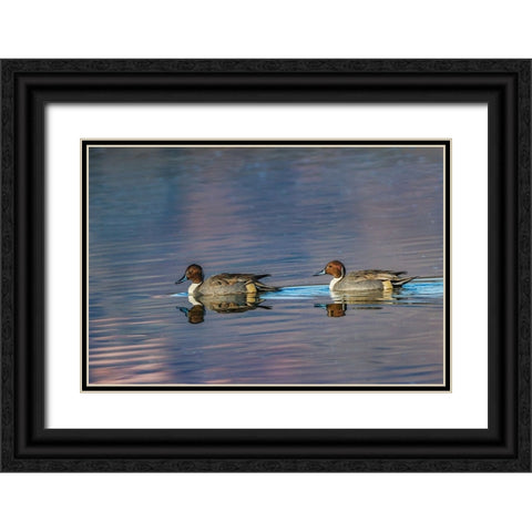 Male and female Northern pintail ducks Bosque del Apache National Wildlife Refuge-New Mexico Black Ornate Wood Framed Art Print with Double Matting by Jones, Adam