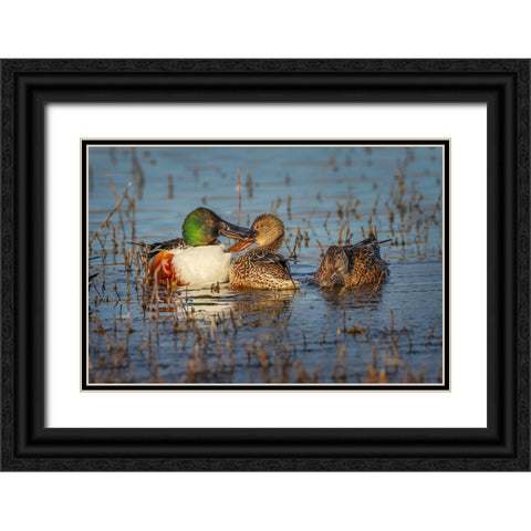 Male with two female Northern shovelers-Bosque del Apache National Wildlife Refuge-New Mexico Black Ornate Wood Framed Art Print with Double Matting by Jones, Adam