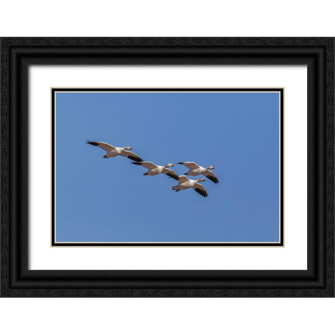 Snow geese flying Bosque del Apache National Wildlife Refuge-New Mexico Black Ornate Wood Framed Art Print with Double Matting by Jones, Adam