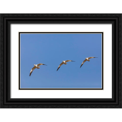 Snow geese flying Bosque del Apache National Wildlife Refuge-New Mexico Black Ornate Wood Framed Art Print with Double Matting by Jones, Adam