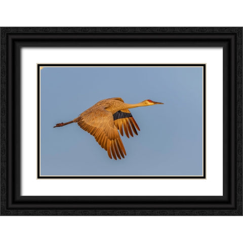 Sandhill crane flying at sunrise Bosque del Apache National Wildlife Refuge-New Mexico Black Ornate Wood Framed Art Print with Double Matting by Jones, Adam