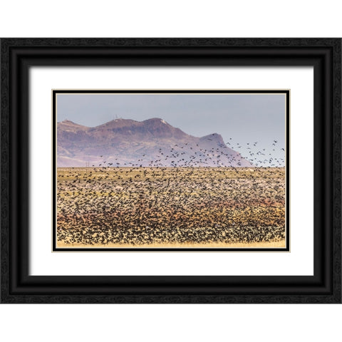 USA-New Mexico-Bosque Del Apache National Wildlife Refuge-Red-winged blackbirds taking flight Black Ornate Wood Framed Art Print with Double Matting by Jaynes Gallery