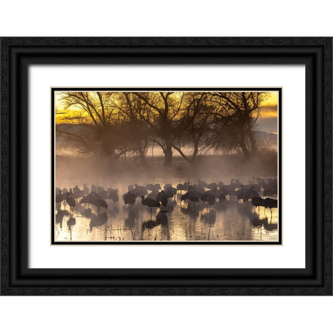USA-New Mexico-Bernardo Wildlife Management Area-Sandhill cranes in water on foggy sunrise Black Ornate Wood Framed Art Print with Double Matting by Jaynes Gallery