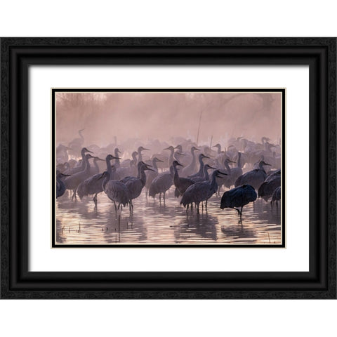 USA-New Mexico-Bernardo Wildlife Management Area-Sandhill cranes and foggy sunrise Black Ornate Wood Framed Art Print with Double Matting by Jaynes Gallery