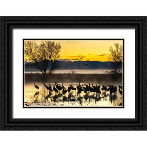 USA-New Mexico-Bernardo Wildlife Management Area-Sandhill cranes in water on foggy sunrise Black Ornate Wood Framed Art Print with Double Matting by Jaynes Gallery