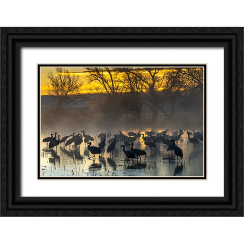 USA-New Mexico-Bernardo Wildlife Management Area-Sandhill cranes in water on foggy sunrise Black Ornate Wood Framed Art Print with Double Matting by Jaynes Gallery