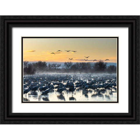 USA-New Mexico-Bernardo Wildlife Management Area-Sandhill cranes in water on foggy sunrise Black Ornate Wood Framed Art Print with Double Matting by Jaynes Gallery