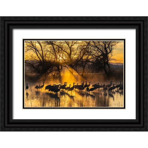 USA-New Mexico-Bernardo Wildlife Management Area-Sandhill cranes in water on foggy sunrise Black Ornate Wood Framed Art Print with Double Matting by Jaynes Gallery