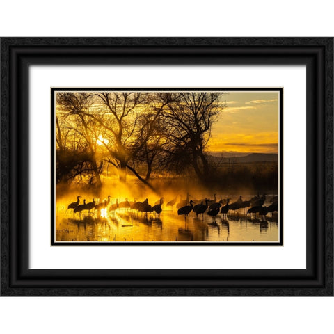 USA-New Mexico-Bernardo Wildlife Management Area-Sandhill cranes in water on foggy sunrise Black Ornate Wood Framed Art Print with Double Matting by Jaynes Gallery