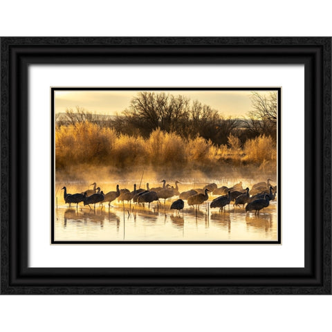USA-New Mexico-Bernardo Wildlife Management Area-Sandhill cranes in water on foggy sunrise Black Ornate Wood Framed Art Print with Double Matting by Jaynes Gallery