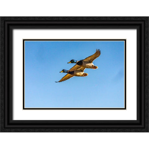USA-New Mexico-Bosque del Apache National Wildlife Refuge-Mallard drakes in flight Black Ornate Wood Framed Art Print with Double Matting by Jaynes Gallery