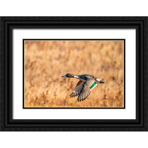 USA-New Mexico-Bosque del Apache National Wildlife Refuge-Pintail duck drake in flight Black Ornate Wood Framed Art Print with Double Matting by Jaynes Gallery