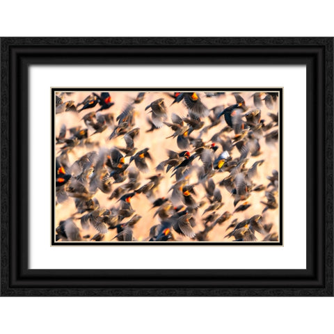 USA- New Mexico- Bosque Del Apache National Wildlife Refuge. Red-winged blackbird flock flying. Black Ornate Wood Framed Art Print with Double Matting by Jaynes Gallery