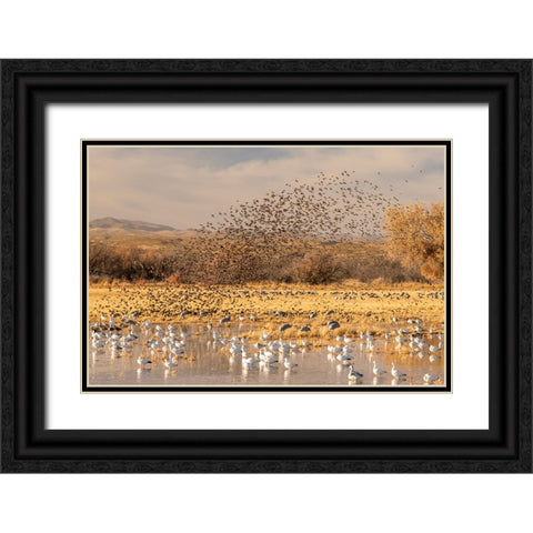 USA- New Mexico- Bosque Del Apache National Wildlife Refuge. Red-winged blackbird flock Black Ornate Wood Framed Art Print with Double Matting by Jaynes Gallery