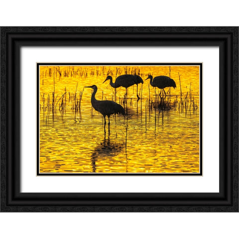 USA- New Mexico- Bosque Del Apache National Wildlife Refuge. Sandhill crane silhouettes at sunset. Black Ornate Wood Framed Art Print with Double Matting by Jaynes Gallery