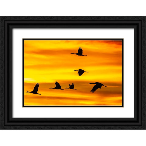 USA- New Mexico- Bosque Del Apache National Wildlife Refuge. Sandhill cranes flying at sunset. Black Ornate Wood Framed Art Print with Double Matting by Jaynes Gallery