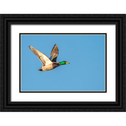 USA- New Mexico- Bosque Del Apache National Wildlife Refuge. Mallard drake duck flying Black Ornate Wood Framed Art Print with Double Matting by Jaynes Gallery