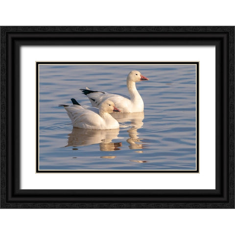 USA- New Mexico- Bosque Del Apache National Wildlife Refuge. Snow geese in water. Black Ornate Wood Framed Art Print with Double Matting by Jaynes Gallery