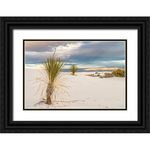 USA- New Mexico- White Sands National Monument. Sand dunes and yucca cacti. Black Ornate Wood Framed Art Print with Double Matting by Jaynes Gallery