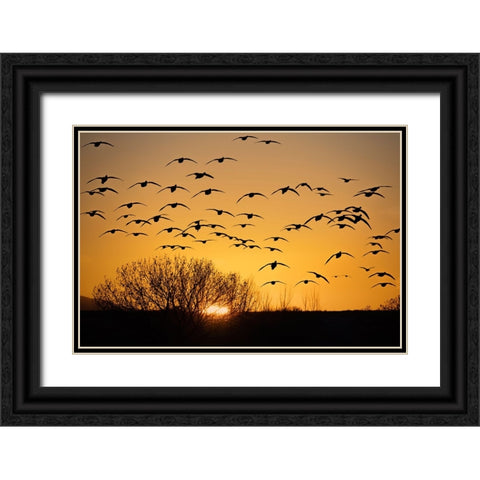 USA- New Mexico- Bosque Del Apache National Wildlife Refuge. Birds in silhouette at sunrise. Black Ornate Wood Framed Art Print with Double Matting by Jaynes Gallery