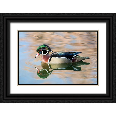 USA- New Mexico- Albuquerque. Male wood duck Black Ornate Wood Framed Art Print with Double Matting by Gulin, Darrell