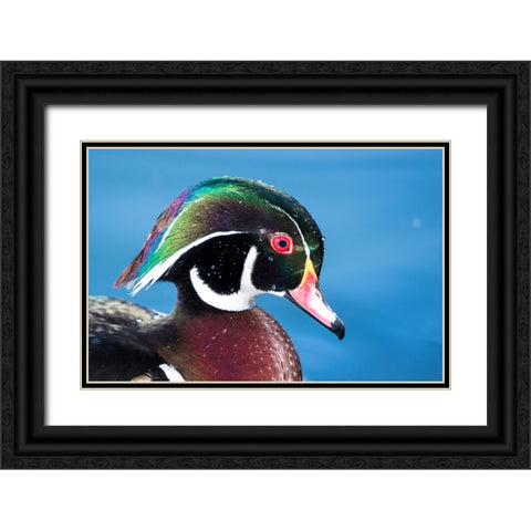 USA- New Mexico- Albuquerque. Male wood duck Black Ornate Wood Framed Art Print with Double Matting by Gulin, Darrell