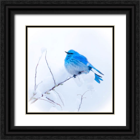 New Mexico. A portrait of a Mountain Bluebird on a branch in the snow. Black Ornate Wood Framed Art Print with Double Matting by Muir, Janet