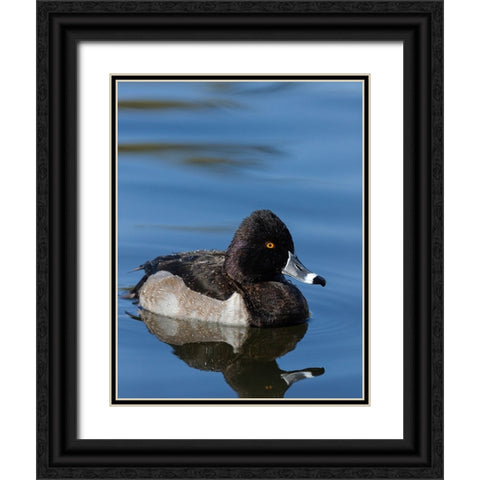 Ring-necked Duck-Aythya collaris-New Mexico Black Ornate Wood Framed Art Print with Double Matting by Pryor-Luzier, Maresa